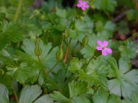 Geranium lucidum 23, Glanzige ooievaarsbek, Saxifraga-Ed Stikvoort