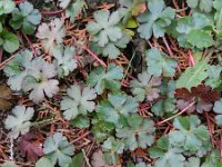 Geranium lucidum 24, Glanzige ooievaarsbek, Saxifraga-Rutger Barendse