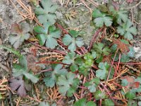 Geranium lucidum 25, Glanzige ooievaarsbek, Saxifraga-Rutger Barendse