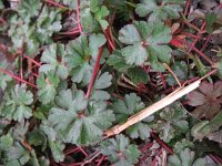 Geranium lucidum 26, Glanzige ooievaarsbek, Saxifraga-Rutger Barendse