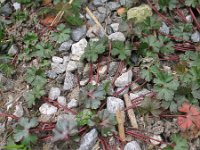 Geranium lucidum 27, Glanzige ooievaarsbek, Saxifraga-Rutger Barendse