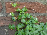 Geranium lucidum 29, Glanzige ooievaarsbek, Saxifraga-Jelle van Dijk