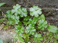 Geranium lucidum 30, Glanzige ooievaarsbek, Saxifraga-Rutger Barendse