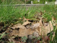 Geranium lucidum 31, Glanzige ooievaarsbek, Saxifraga-Rutger Barendse