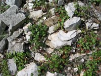 Geranium lucidum 5, Glanzige ooievaarsbek, Saxifraga-Jasenka Topic