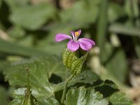 Geranium lucidum 7, Glanzige ooievaarsbek, Saxifraga-Willem van Kruijsbergen