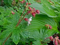 Geranium macrorrhizum 10, Rotsooievaarsbek, Saxifraga-Ab H Baas