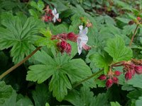 Geranium macrorrhizum 12, Rotsooievaarsbek, Saxifraga-Ab H Baas