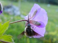 Geranium macrorrhizum 14, Rotsooievaarsbek, Saxifraga-Rutger Barendse