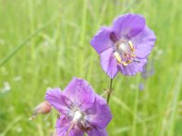 Geranium macrorrhizum 16, Rotsooievaarsbek, Saxifraga-Rutger Barendse