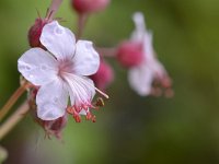 Geranium macrorrhizum 20, Rotsooievaarsbek, Saxifraga-Tom Heijnen