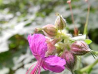 Geranium macrorrhizum 5, Rotsooievaarsbek, Saxifraga-Rutger Barendse