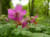 Geranium macrorrhizum 7, Rotsooievaarsbek, Saxifraga-Rutger Barendse