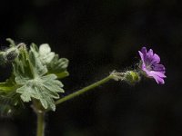 Geranium molle 10, Zachte ooievaarsbek, Saxifraga-Willem van Kruijsbergen