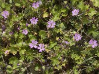 Geranium molle 11, Zachte ooievaarsbek, Saxifraga-Jan van der Straaten