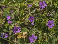 Geranium molle 17, Zachte ooievaarsbek, Saxifraga-Jan van der Straaten