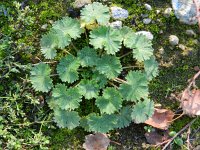 Geranium molle 19, Zachte ooievaarsbek, Saxifraga-Rutger Barendse