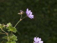 Geranium molle 2, Zachte ooievaarsbek, Saxifraga-Jan van der Straaten