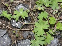 Geranium molle 20, Zachte ooievaarsbek, Saxifraga-Rutger Barendse