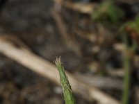 Geranium molle 21, Zachte ooievaarsbek, Saxifraga-Rutger Barendse