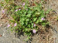 Geranium molle 22, Zachte ooievaarsbek, Saxifraga-Rutger Barendse