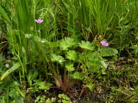 Geranium molle 24, Zachte ooievaarsbek, Saxifraga-Rutger Barendse