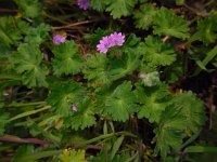 Geranium molle 26, Zachte ooievaarsbek, Saxifraga-Ed Stikvoort