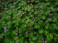 Geranium molle 27, Zachte ooievaarsbek, Saxifraga-Ed Stikvoort