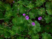 Geranium molle 28, Zachte ooievaarsbek, Saxifraga-Ed Stikvoort