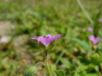 Geranium molle 29, Zachte ooievaarsbek, Saxifraga-Ed Stikvoort