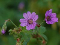 Geranium molle 3, Zachte ooievaarsbek, Saxifraga-Willem van Kruijsbergen