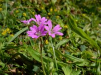 Geranium molle 30, Zachte ooievaarsbek, Saxifraga-Ed Stikvoort