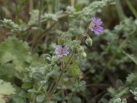 Geranium molle 31, Zachte ooievaarsbek, Saxifraga-Willem van Kruijsbergen