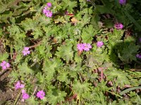 Geranium molle 4, Zachte ooievaarsbek, Saxifraga-Peter Meininger