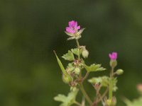 Geranium molle 5, Zachte ooievaarsbek, Saxifraga-Jan van der Straaten