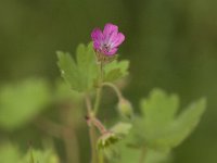 Geranium molle 6, Zachte ooievaarsbek, Saxifraga-Jan van der Straaten