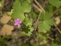 Geranium molle 7, Zachte ooievaarsbek, Saxifraga-Jan van der Straaten