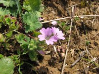 Geranium molle 8, Zachte ooievaarsbek, Saxifraga-Jasenka Topic