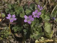 Geranium molle 9, Zachte ooievaarsbek, Saxifraga-Willem van Kruijsbergen