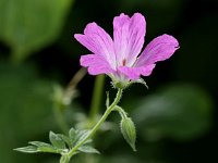 Geranium nodosum 10, Saxifraga-Peter Meininger