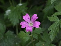 Geranium nodosum 13, Saxifraga-Peter Meininger