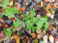 Geranium nodosum 15, Saxifraga-Rutger Barendse