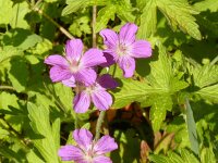 Geranium nodosum 18, Saxifraga-Hans Grotenhuis