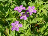 Geranium nodosum 19, Saxifraga-Hans Grotenhuis