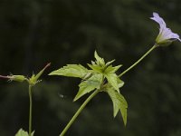 Geranium nodosum 4, Saxifraga-Marijke Verhagen