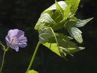 Geranium nodosum 6, Saxifraga-Marijke Verhagen