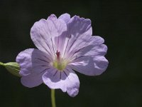 Geranium nodosum 7, Saxifraga-Marijke Verhagen