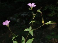 Geranium nodosum 8, Saxifraga-Marijke Verhagen