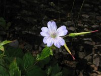 Geranium nodosum 9, Saxifraga-Jasenka Topic