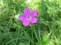 Geranium palustre 2, Saxifraga-Jan Willem Jongepier